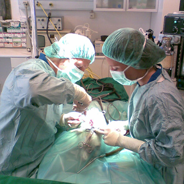 Leistungen Chirurgische Kleintierpraxis Dr. Martin Köhle